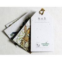 Growing Paper In The Veld Tags